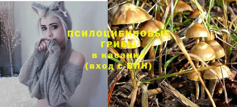 Галлюциногенные грибы Psilocybe  Находка 